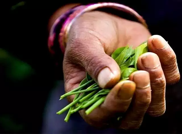 存茶——光芒普洱茶ag真人存钱不如(图4)