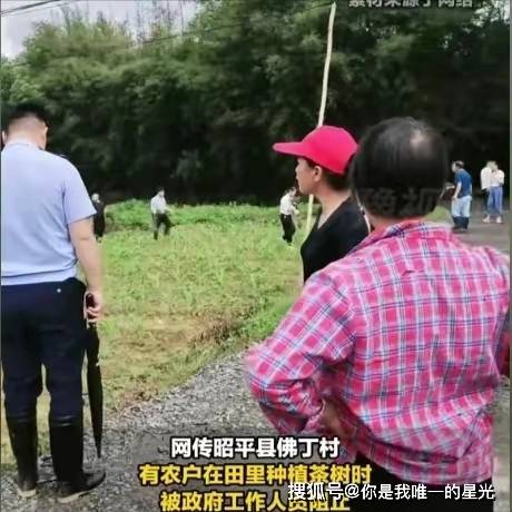 植茶叶被阻拦？镇政府回应后我选择支持AG真人游戏平台风波又起！广西农户种