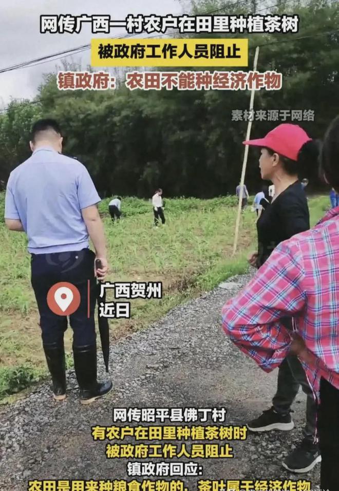 植茶树网民集体力挺事态引发关注!AG真人国际广西镇政府阻拦农户种(图9)